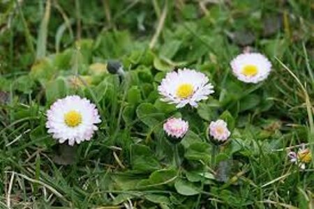 Bellis perennis geen maat specificatie 0,55L/P9cm - afbeelding 3