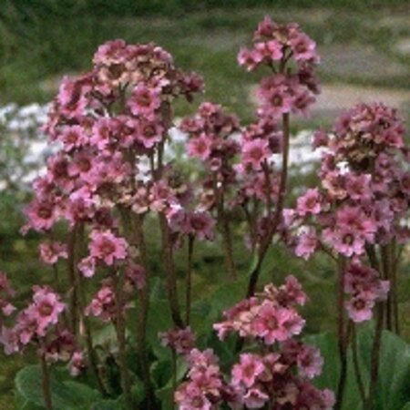Bergenia cordifolia 'Purpurea' geen maat specificatie 0,55L/P9cm - afbeelding 1