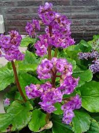 Bergenia cordifolia 'Purpurea' geen maat specificatie 0,55L/P9cm - afbeelding 2