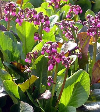 Bergenia 'Wintermärchen' geen maat specificatie 0,55L/P9cm - afbeelding 1