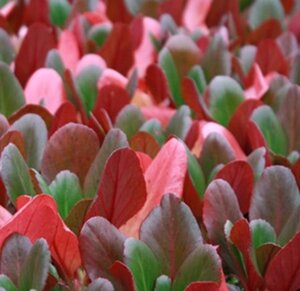 Bergenia 'Wintermärchen' geen maat specificatie 0,55L/P9cm - afbeelding 2