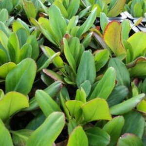 Bergenia 'Wintermärchen' geen maat specificatie 0,55L/P9cm - afbeelding 3