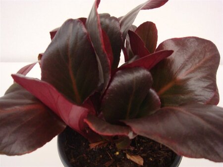 Bergenia 'Wintermärchen' geen maat specificatie 0,55L/P9cm - afbeelding 6