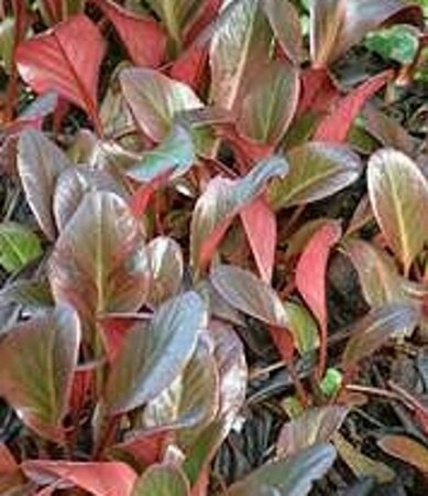 Bergenia 'Wintermärchen' geen maat specificatie 0,55L/P9cm - afbeelding 4