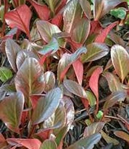 Bergenia 'Wintermärchen' geen maat specificatie 0,55L/P9cm - afbeelding 4