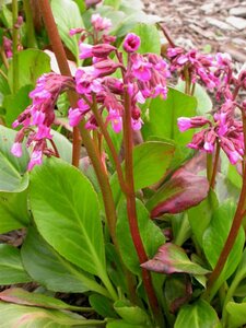 Bergenia 'Wintermärchen' geen maat specificatie 0,55L/P9cm - afbeelding 5