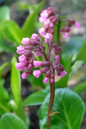 Bergenia 'Wintermärchen' geen maat specificatie 0,55L/P9cm - afbeelding 7