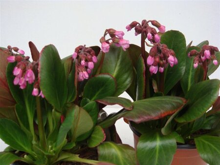 Bergenia 'Wintermärchen' geen maat specificatie 0,55L/P9cm - afbeelding 8