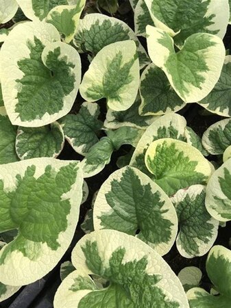 Brunnera macr. 'Dawson's White' geen maat specificatie 0,55L/P9cm - afbeelding 1