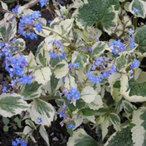 Brunnera macr. 'Dawson's White' geen maat specificatie 0,55L/P9cm - afbeelding 3