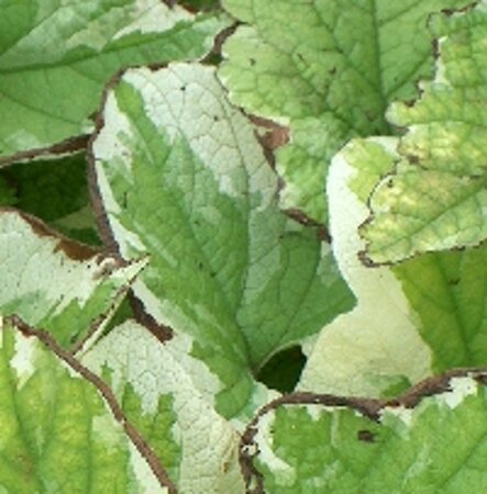 Brunnera macr. 'Dawson's White' geen maat specificatie 0,55L/P9cm - afbeelding 4