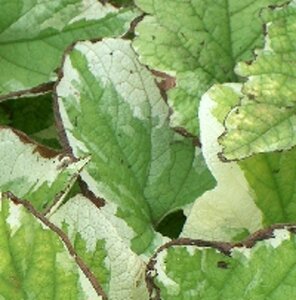Brunnera macr. 'Dawson's White' geen maat specificatie 0,55L/P9cm - afbeelding 4