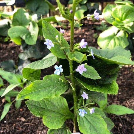 Brunnera sibirica geen maat specificatie 0,55L/P9cm