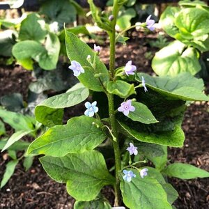 Brunnera sibirica geen maat specificatie 0,55L/P9cm