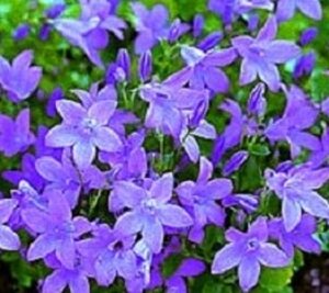 Campanula 'Birch Hybrid' geen maat specificatie 0,55L/P9cm
