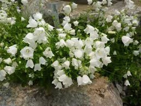 Campanula cochl. 'Jingle White' geen maat specificatie 0,55L/P9cm