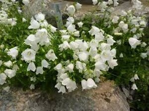 Campanula cochl. 'Jingle White' geen maat specificatie 0,55L/P9cm