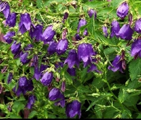 Campanula 'Kent Belle' geen maat specificatie 0,55L/P9cm