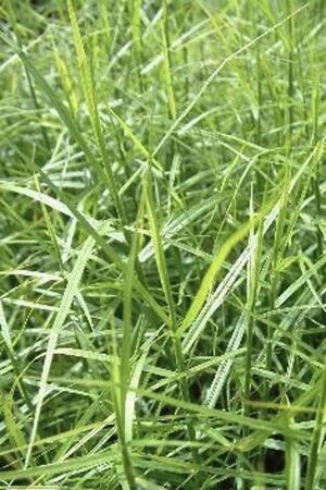 Carex musk. 'Little Midge' geen maat specificatie 0,55L/P9cm
