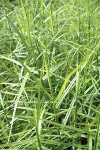 Carex musk. 'Little Midge' geen maat specificatie 0,55L/P9cm