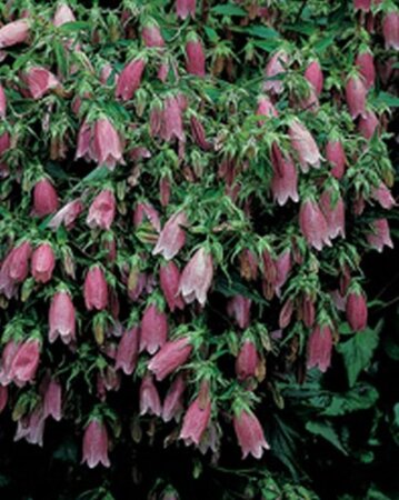 Campanula punc. 'Rubra' geen maat specificatie 0,55L/P9cm