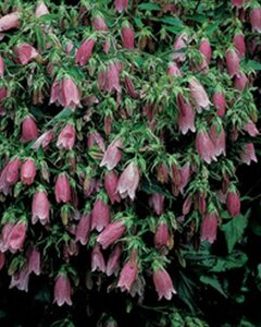 Campanula punc. 'Rubra' geen maat specificatie 0,55L/P9cm