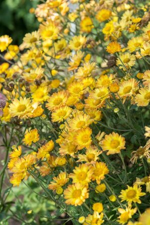 Chrysanthemum (I) 'Dernier Soleil' geen maat specificatie 0,55L/P9cm - afbeelding 1