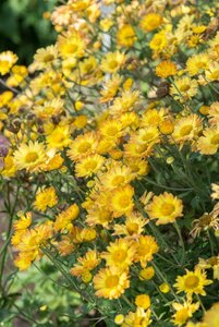 Chrysanthemum (I) 'Dernier Soleil' geen maat specificatie 0,55L/P9cm - afbeelding 1