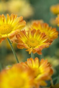 Chrysanthemum (I) 'Dernier Soleil' geen maat specificatie 0,55L/P9cm - afbeelding 2
