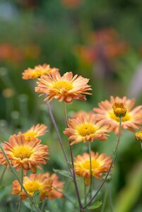Chrysanthemum (I) 'Dernier Soleil' geen maat specificatie 0,55L/P9cm - afbeelding 3