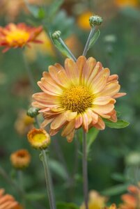Chrysanthemum (I) 'Dernier Soleil' geen maat specificatie 0,55L/P9cm - afbeelding 4