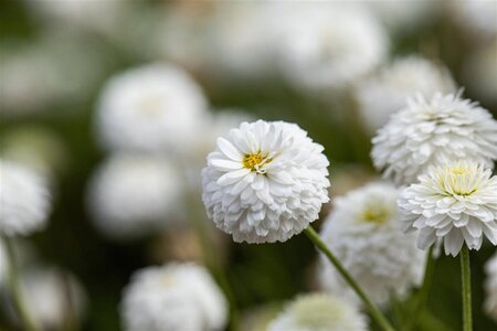 Chamaemelum nobile 'Ligulosum' geen maat specificatie 0,55L/P9cm - afbeelding 2