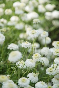 Chamaemelum nobile 'Ligulosum' geen maat specificatie 0,55L/P9cm - afbeelding 3