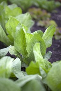 Cichorium intybus geen maat specificatie 0,55L/P9cm - afbeelding 3