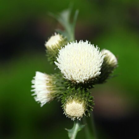 Cirsium rivulare Frosted Magic geen maat specificatie 0,55L/P9cm - afbeelding 1