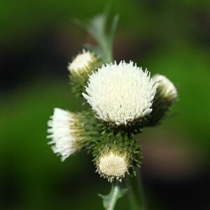 Cirsium rivulare Frosted Magic geen maat specificatie 0,55L/P9cm