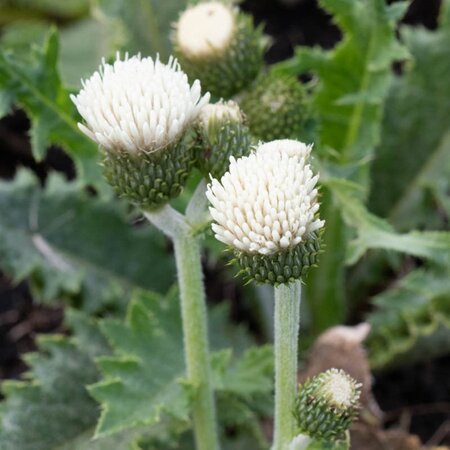 Cirsium rivulare Frosted Magic geen maat specificatie 0,55L/P9cm - afbeelding 2