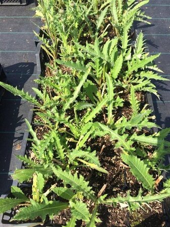 Cirsium rivulare 'Tr. Blue Wonder' geen maat specificatie 0,55L/P9cm - afbeelding 1