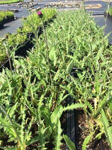 Cirsium rivulare 'Tr. Blue Wonder' geen maat specificatie 0,55L/P9cm - afbeelding 2