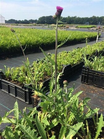 Cirsium rivulare 'Tr. Blue Wonder' geen maat specificatie 0,55L/P9cm - afbeelding 3