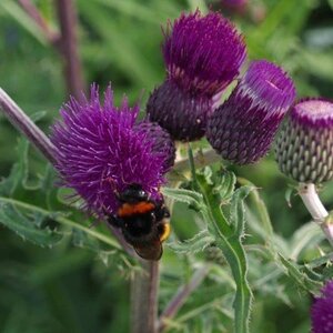 Cirsium rivulare 'Tr. Blue Wonder' geen maat specificatie 0,55L/P9cm - afbeelding 4