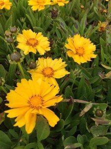 Coreopsis gr. 'Presto' geen maat specificatie 0,55L/P9cm
