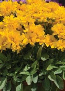Coreopsis gr. 'Presto' geen maat specificatie 0,55L/P9cm - afbeelding 3