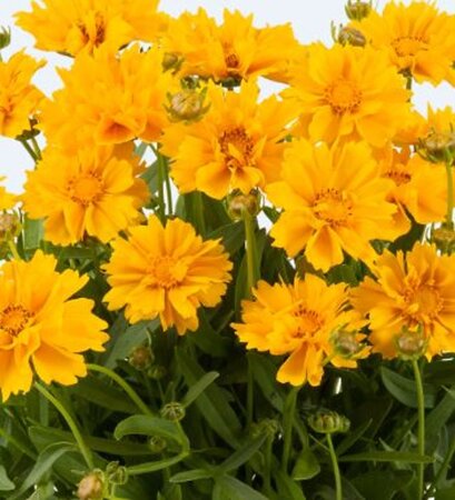 Coreopsis gr. 'Presto' geen maat specificatie 0,55L/P9cm - afbeelding 4