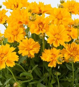 Coreopsis gr. 'Presto' geen maat specificatie 0,55L/P9cm - afbeelding 4