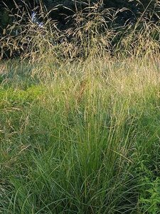 Deschampsia cesp. 'Tauträger' geen maat specificatie 0,55L/P9cm