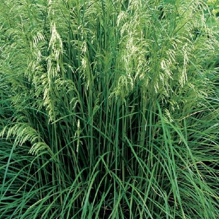Deschampsia cesp. 'Tauträger' geen maat specificatie 0,55L/P9cm - afbeelding 2