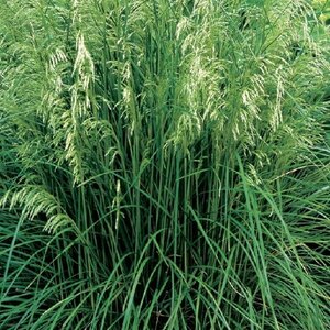 Deschampsia cesp. 'Tauträger' geen maat specificatie 0,55L/P9cm - afbeelding 2
