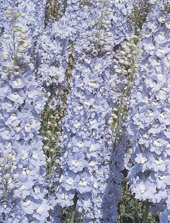 Delphinium (P) 'Summer Skies' geen maat specificatie 0,55L/P9cm