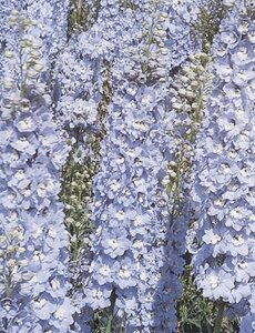 Delphinium (P) 'Summer Skies' geen maat specificatie 0,55L/P9cm